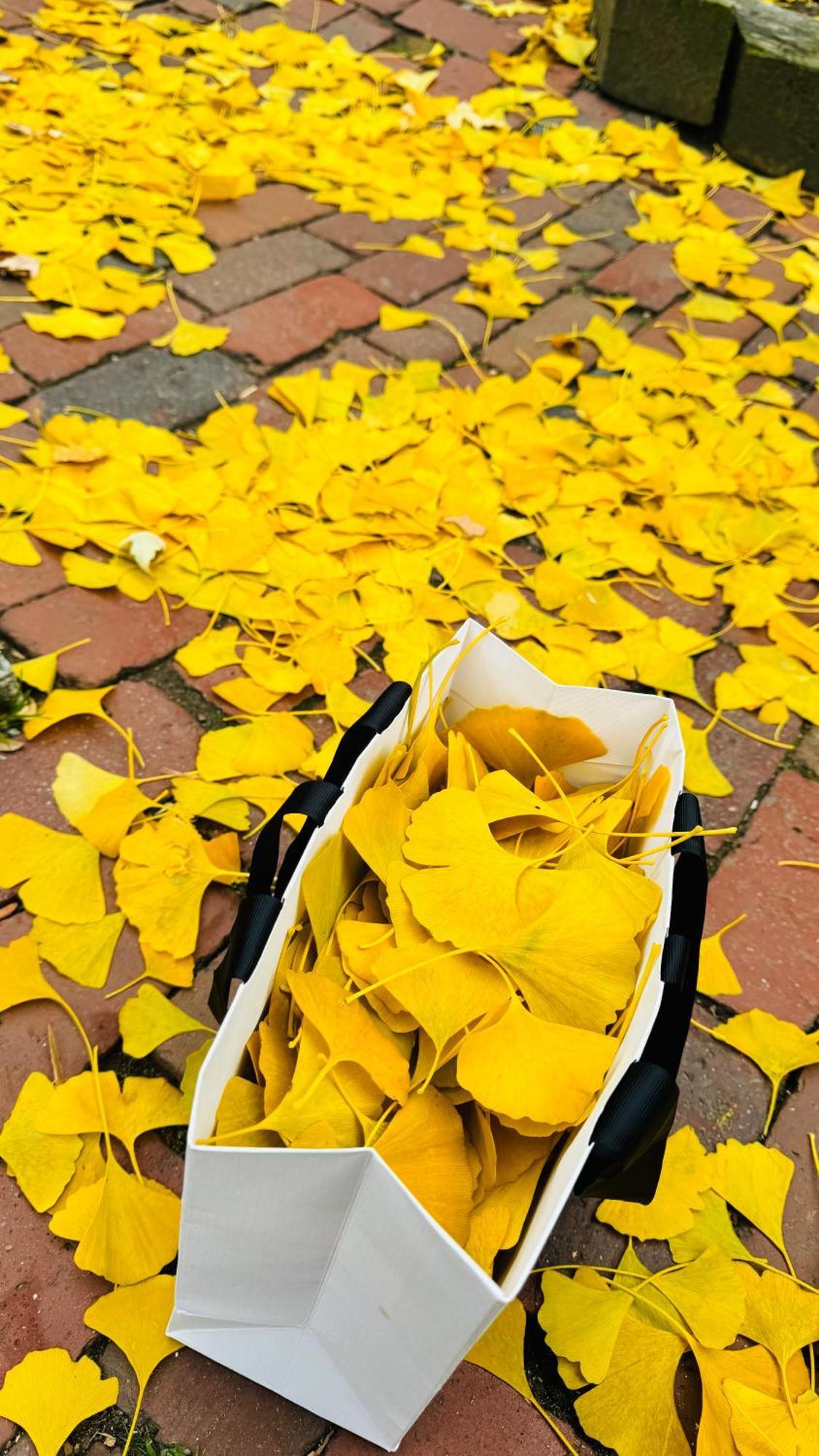 Ginkgo House On Harvard Cambridge Buitenkant foto